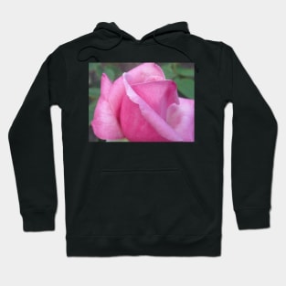 Morning Dew Pink Rose Photo Print And Others Hoodie